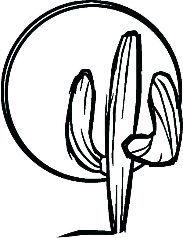 600x777 Free Cactus Coloring Pages Saguaro Blossoms