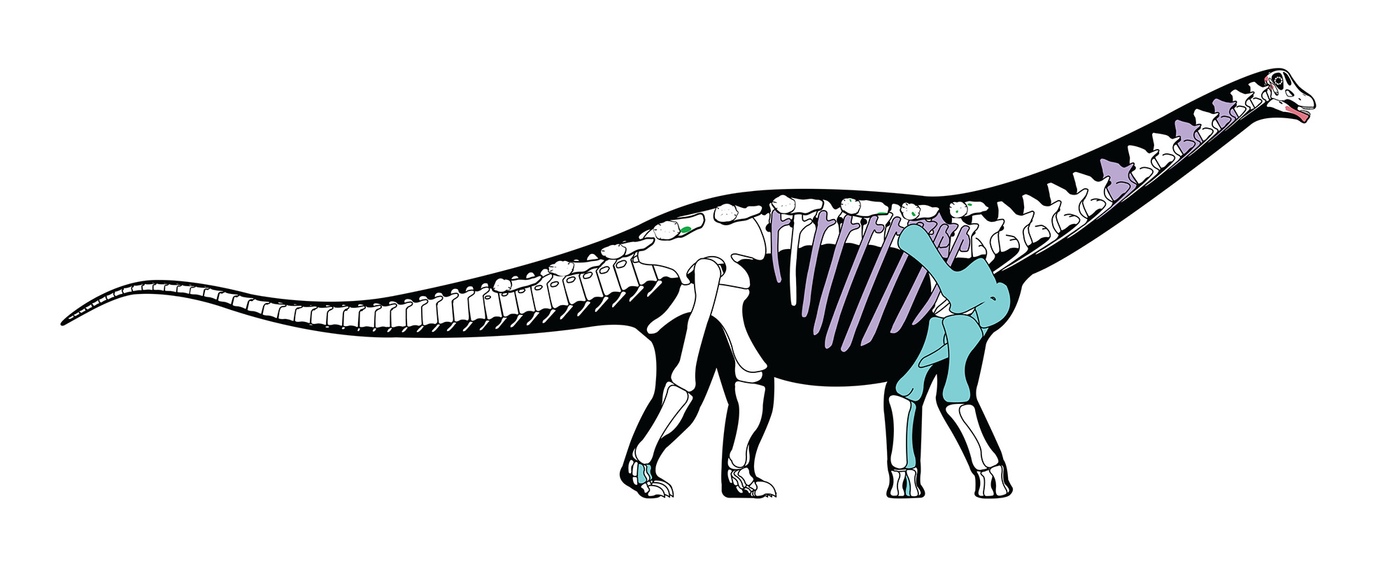 2000x836 massive 'missing link' dinosaur discovered in sahara desert