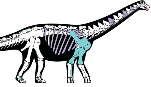 625x361 scientists unearth million year old dinosaur fossil in sahara