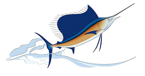 600x315 drawing of a sailfish on behance