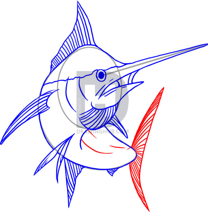 709x720 How To Draw A Marlin, Step