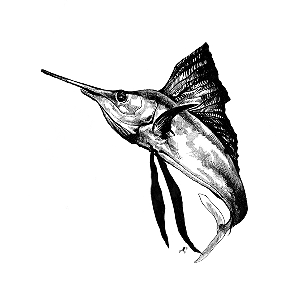 600x600 Women's Sailfish Print T Shirt