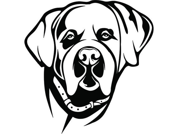 570x429 Saint Bernard Dog Happy Breed K Animal Pet Puppy Paws Etsy