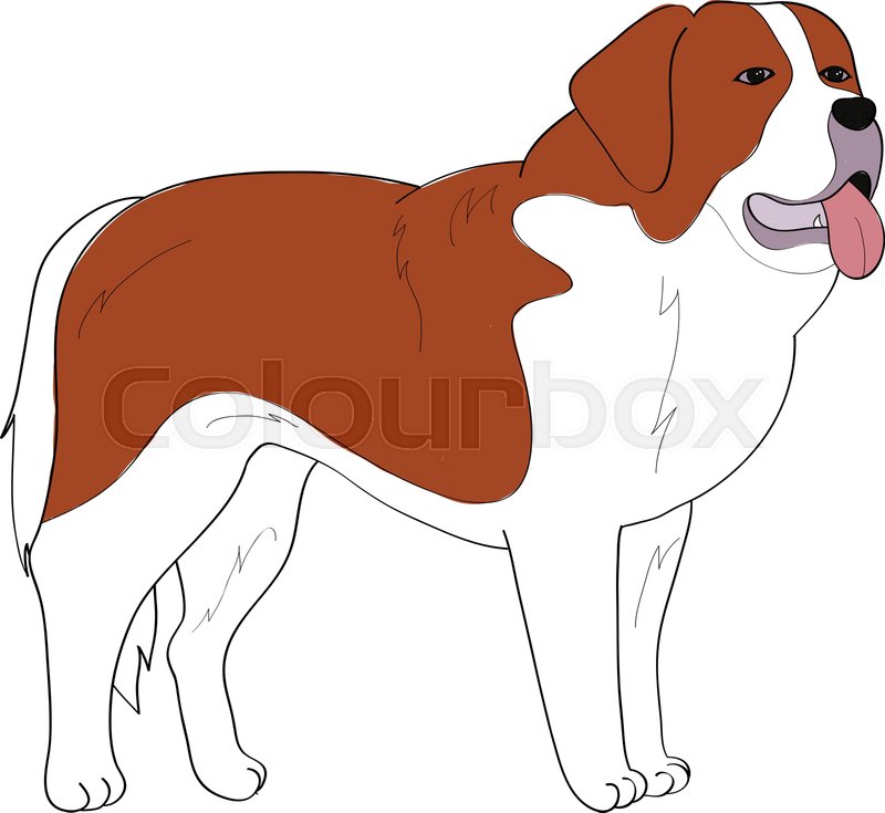 800x735 St Bernard Dog Hand Drawing Vector Stock Vector Colourbox