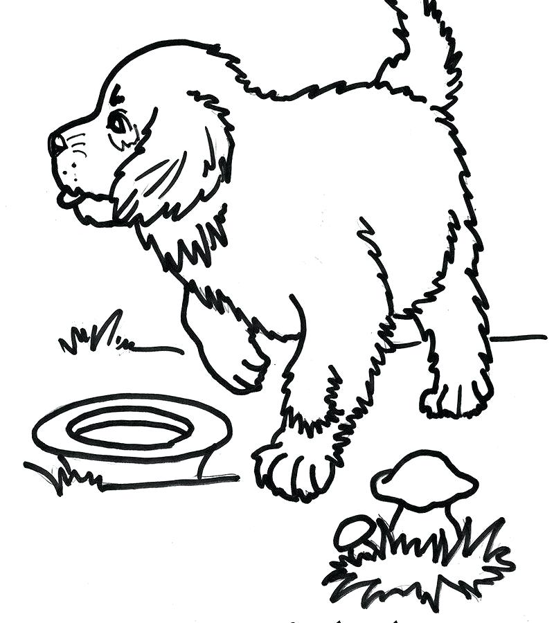 800x900 Sweet Idea St Bernard Coloring Pages Saint Puppy For Walk Free