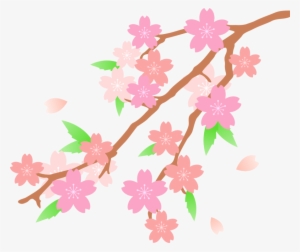 300x252 Cherry Blossom Flower Drawing