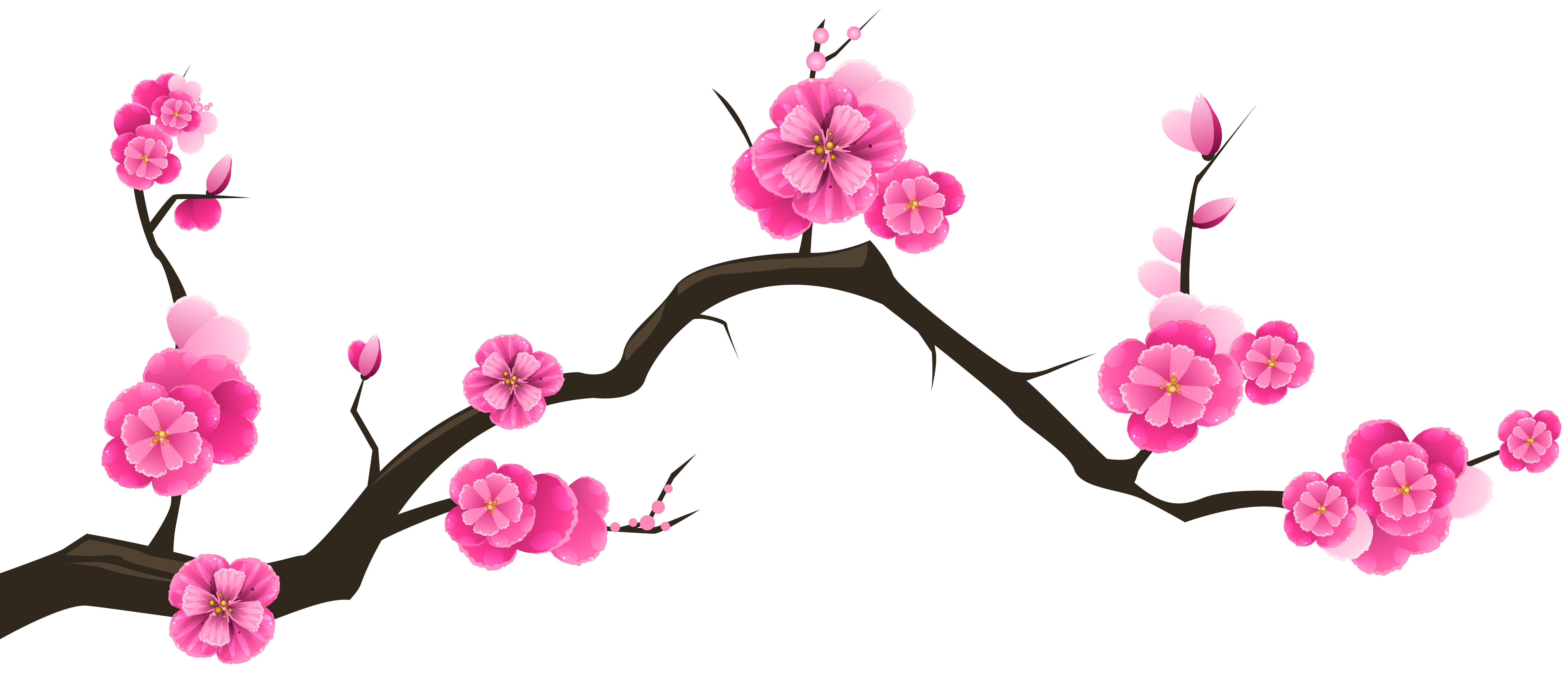 6230x2705 Collection Of Free Orchid Drawing Cherry Blossom Download On Ui Ex