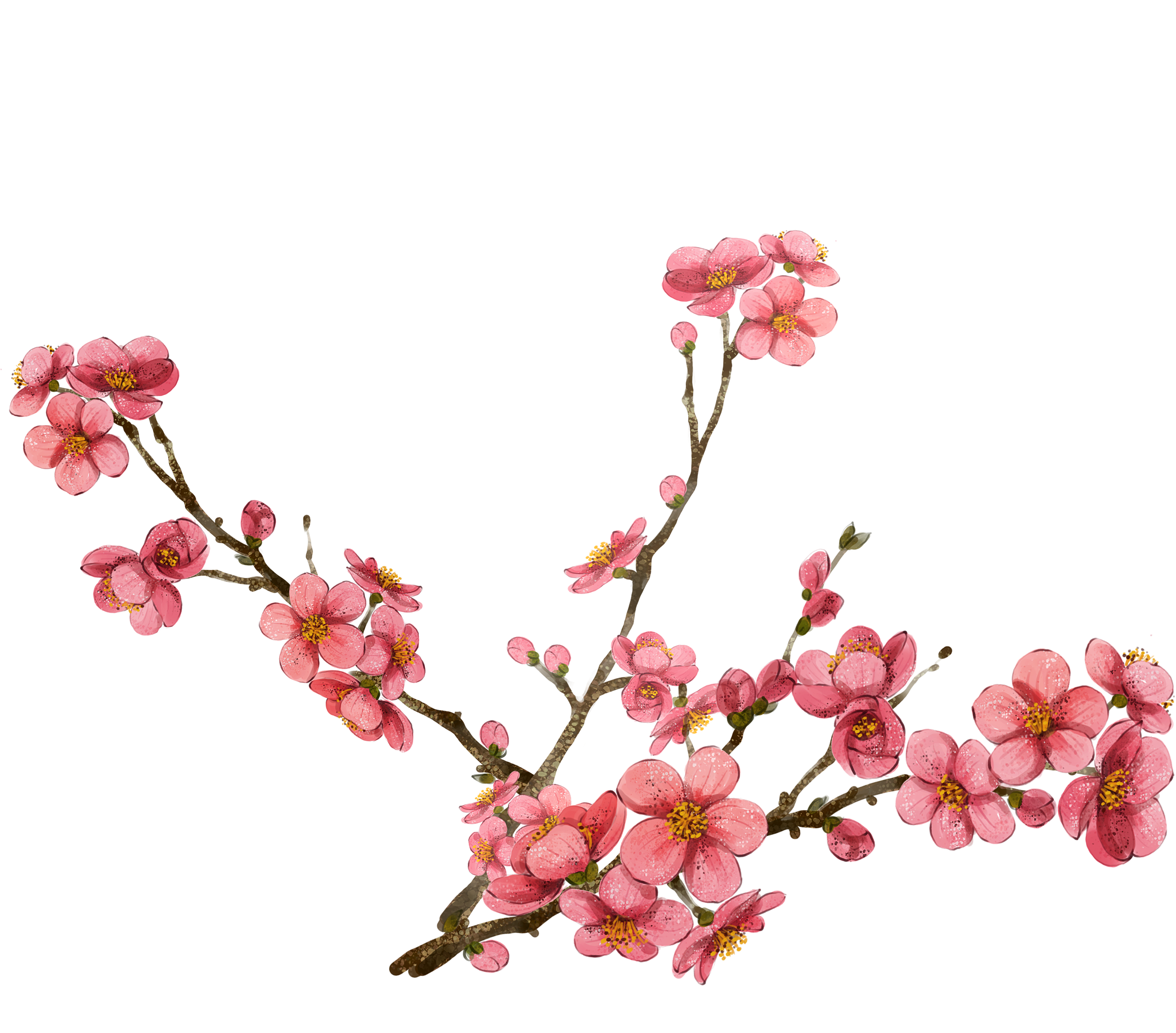 2563x2252 Collection Of Free Painting Drawing Cherry Blossom Download On Ui Ex