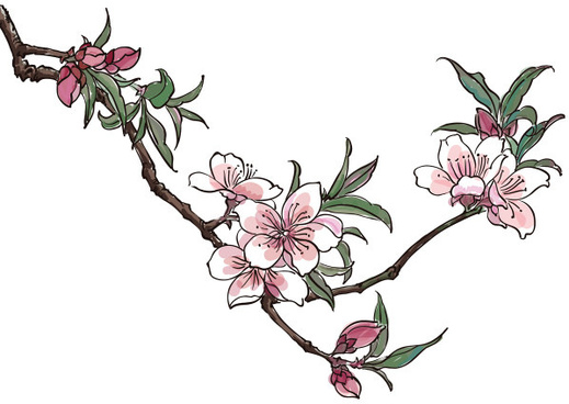 519x368 Sakura Blossom Clipart Draw