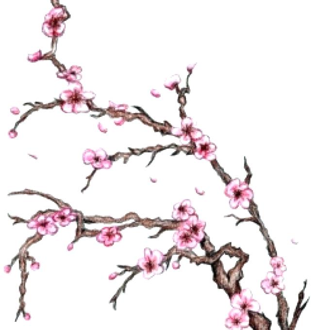 680x680 Sakura Tree Drawing Cherry Blossom Tree Drawing Plus Cherry