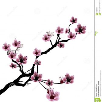 336x336 Cherry Blossom Drawing Free Template Branch Easy Step
