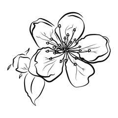 240x240 Blooming Cherry Sakura Branch With Flower Buds Black And White