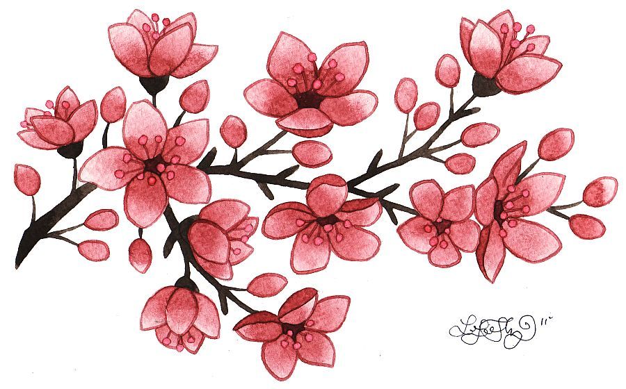 900x560 Huge Collection Of 'cherry Blossom Tattoo Drawing' Download More