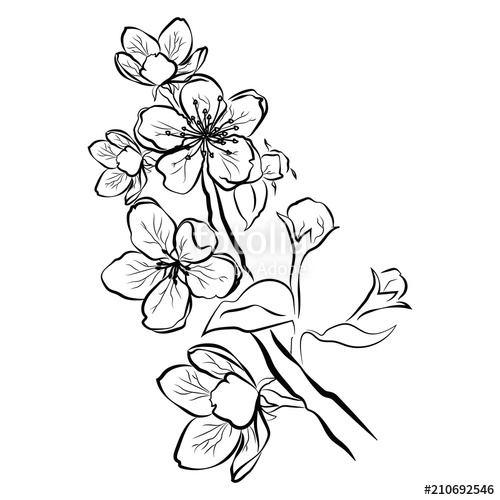 Sakura Flower Drawing | Free download on ClipArtMag