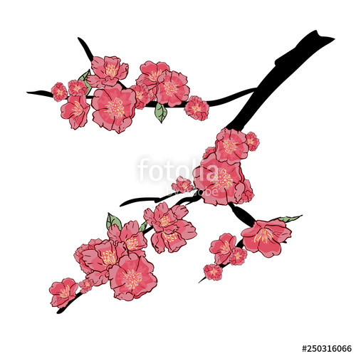 500x500 Sakura Japan Cherry Branch With Blooming Flowers Vector