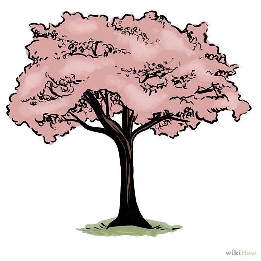 525x525 How To Draw A Cherry Blossom