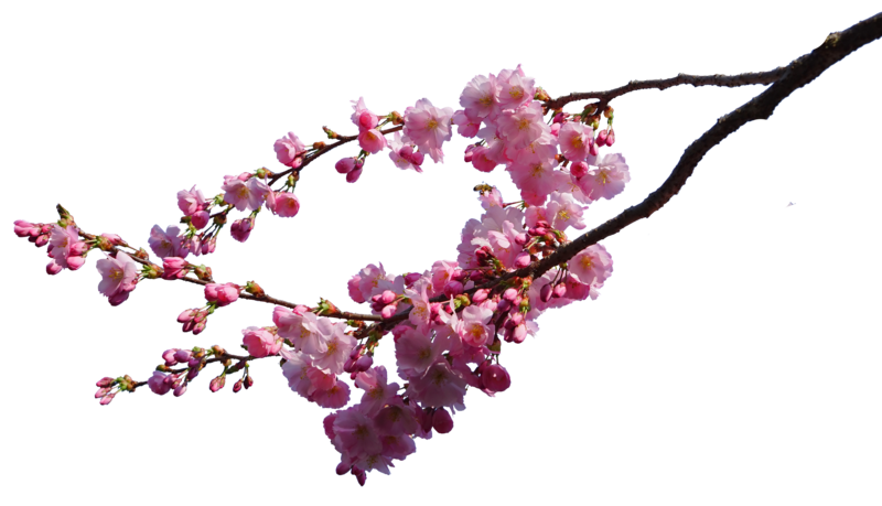 800x459 Sakura Tree Transparent Png Clipart Free Download