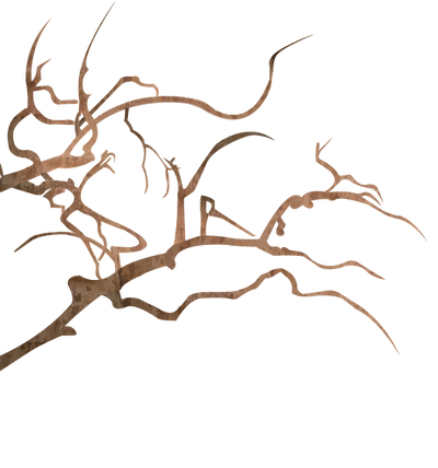 400x428 Sakura Tree Without Flowers And Leaves