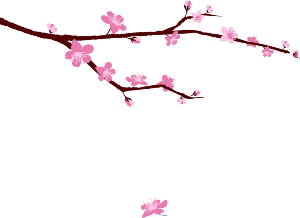 987x718 Cherry Blossom Tree Drawing Step