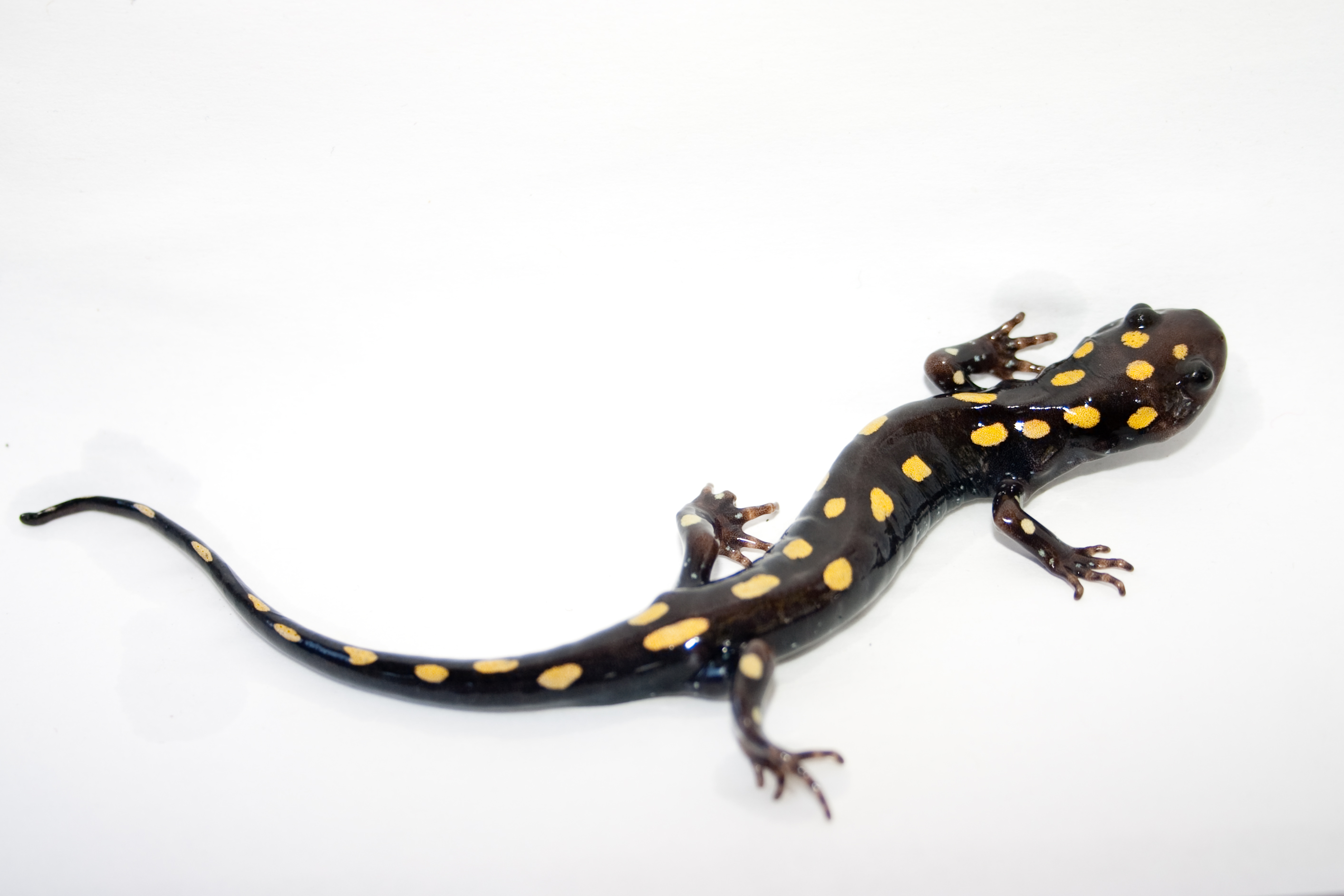 2827x1885 Filespotted Salamander