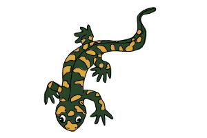 300x200 How To Draw A Salamander