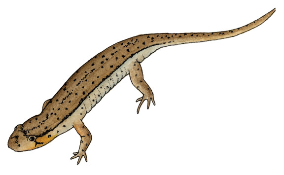 576x355 Salamander