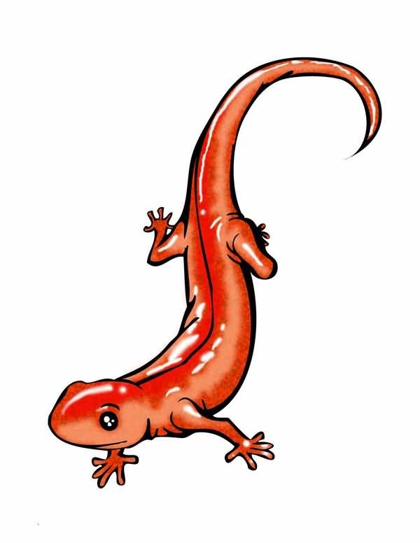 600x776 Salamander Drawing, Pencil, Sketch, Colorful, Realistic Art Images