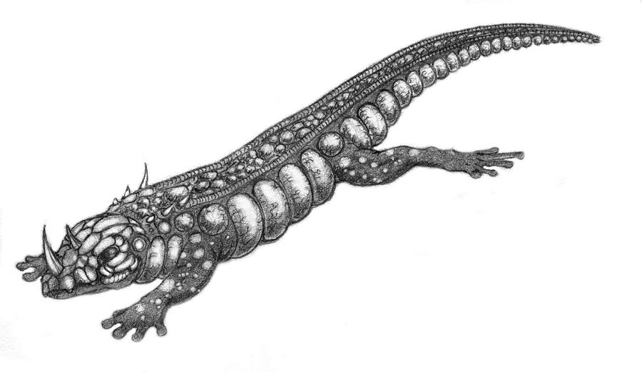 900x521 Salamander Drawing