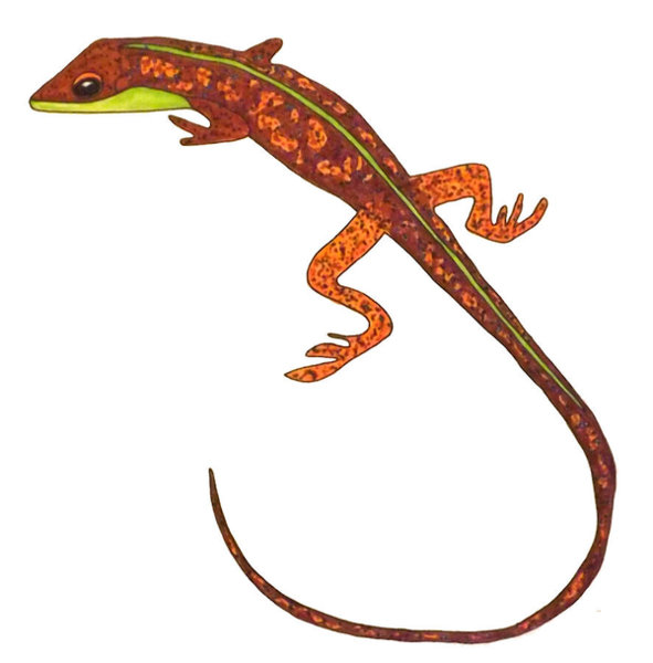 591x600 Salamander Drawings Fine Art America