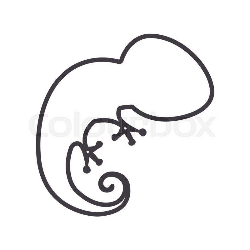 800x800 Silhouette With Salamander Wild Animal Stock Vector Colourbox