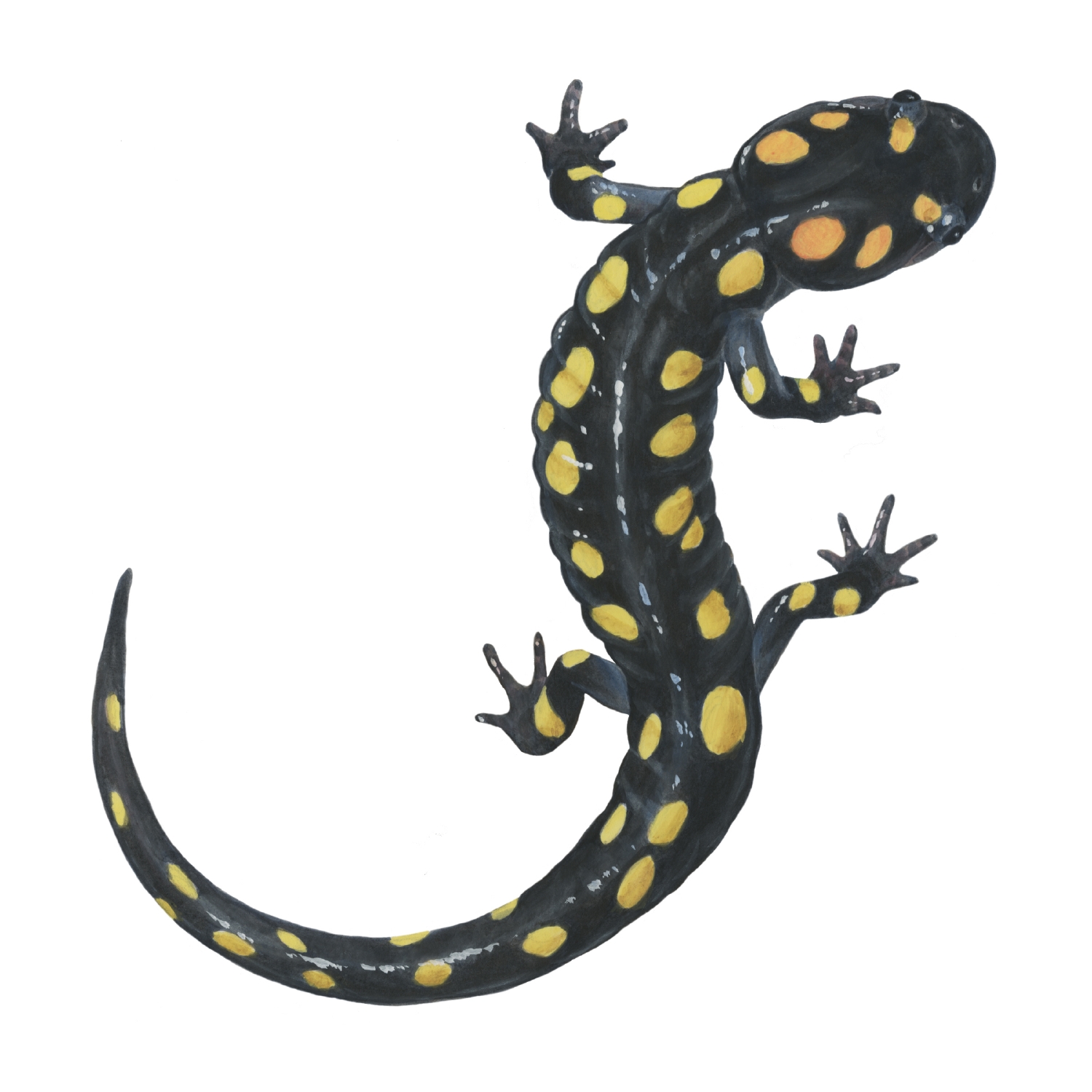 1500x1500 Collection Of Free Amphibiums Clipart Spotted Salamander Download