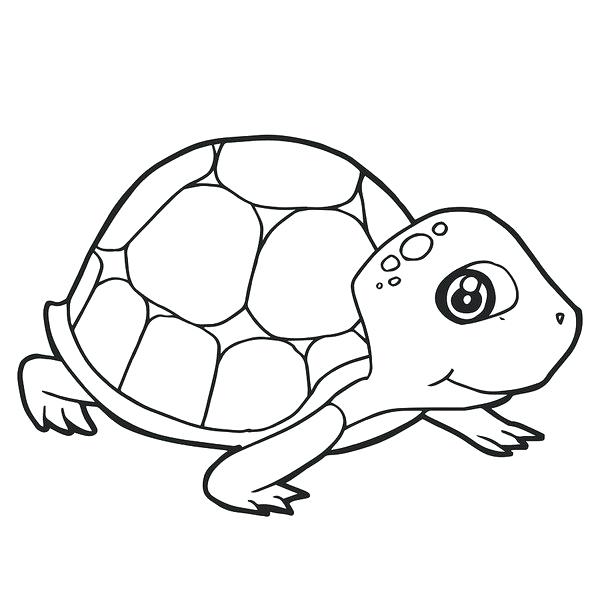 600x600 Cute Turtle Cartoon Drawings Architecture Salary In Texas