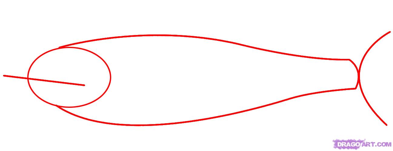 1297x500 Draw A Salmon, Step