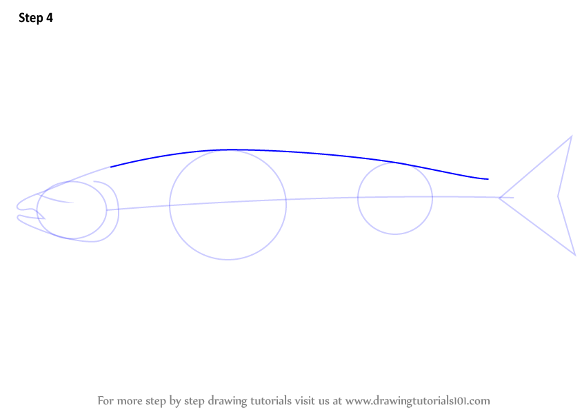 844x598 Learn How To Draw An Atlantic Salmon