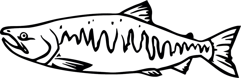 1000x326 Salmon Drawing Free Download