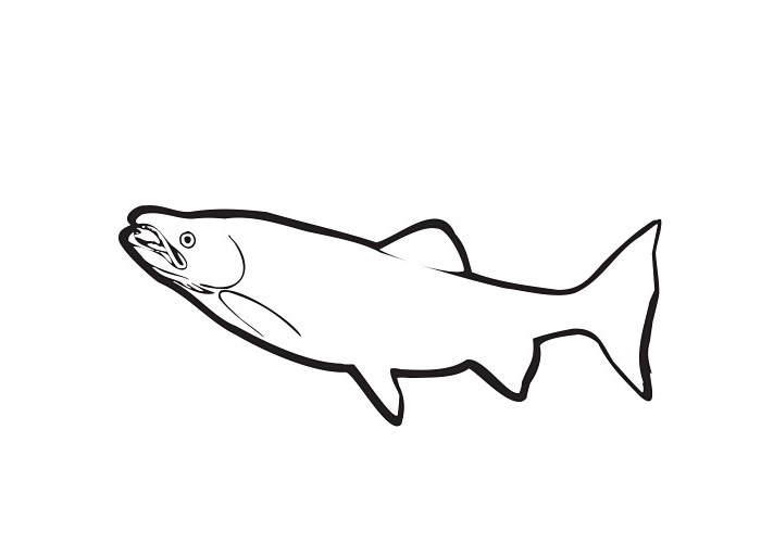700x500 Salmon Drawing Cartoon For Free Download