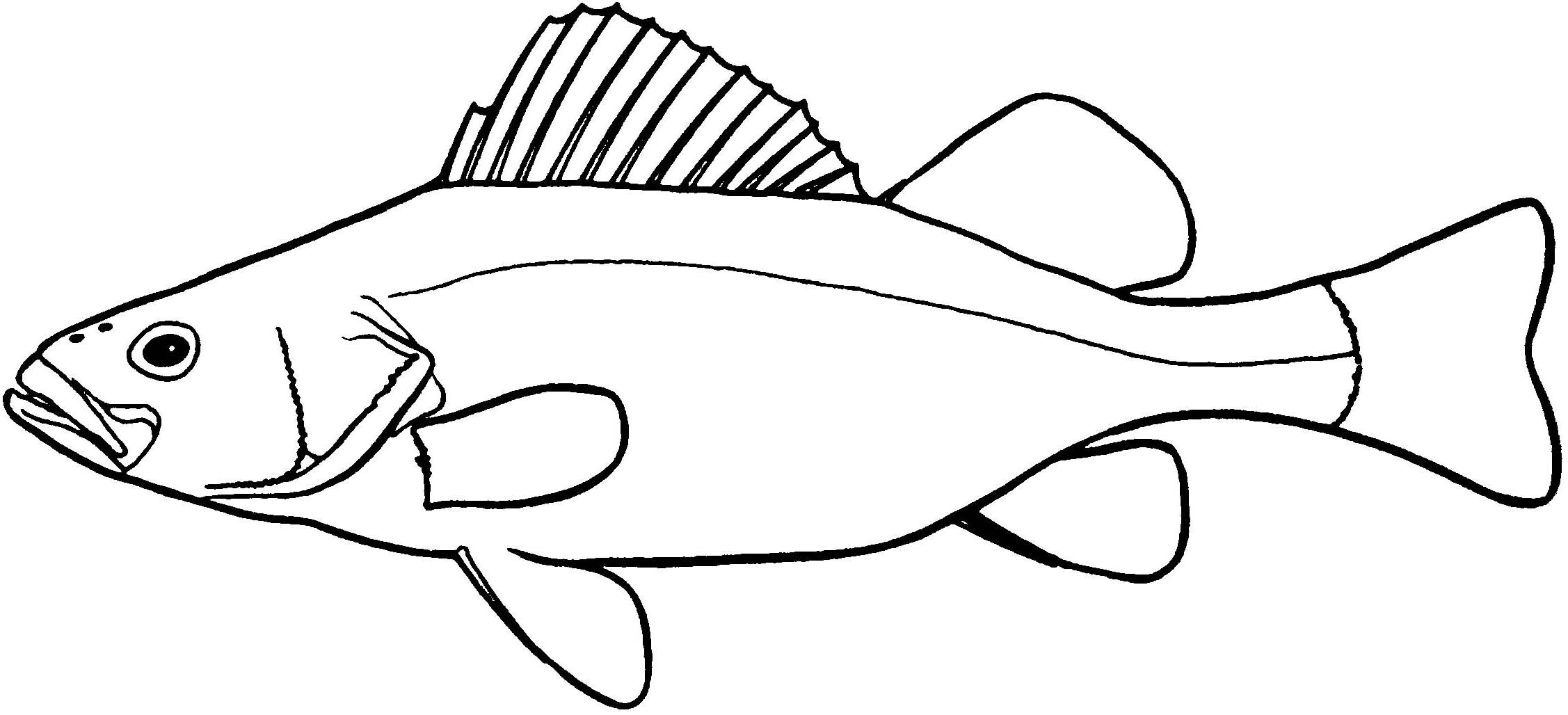 Salmon Fish Drawing