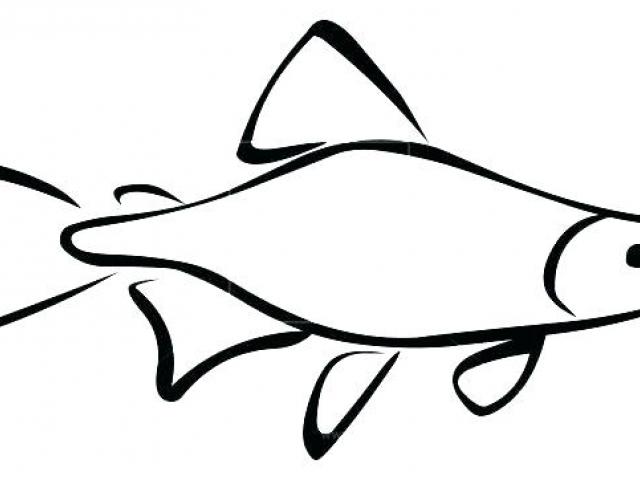 640x480 Free Salmon Clipart, Download Free Clip Art