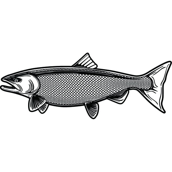 600x600 salmon fish king fishing angling freshwater lake wildlife etsy