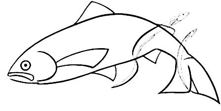 448x226 How To Draw A Trout Easy