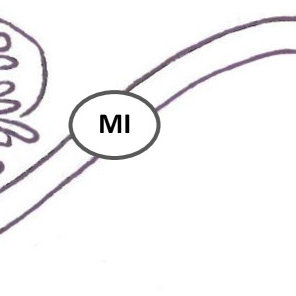 296x296 schematic drawing of the intestinal tract of atlantic salmon