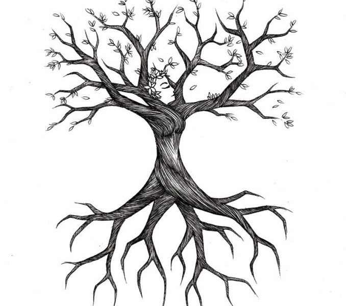 678x600 tree roots drawing tree roots sketch treesas tree decor for my