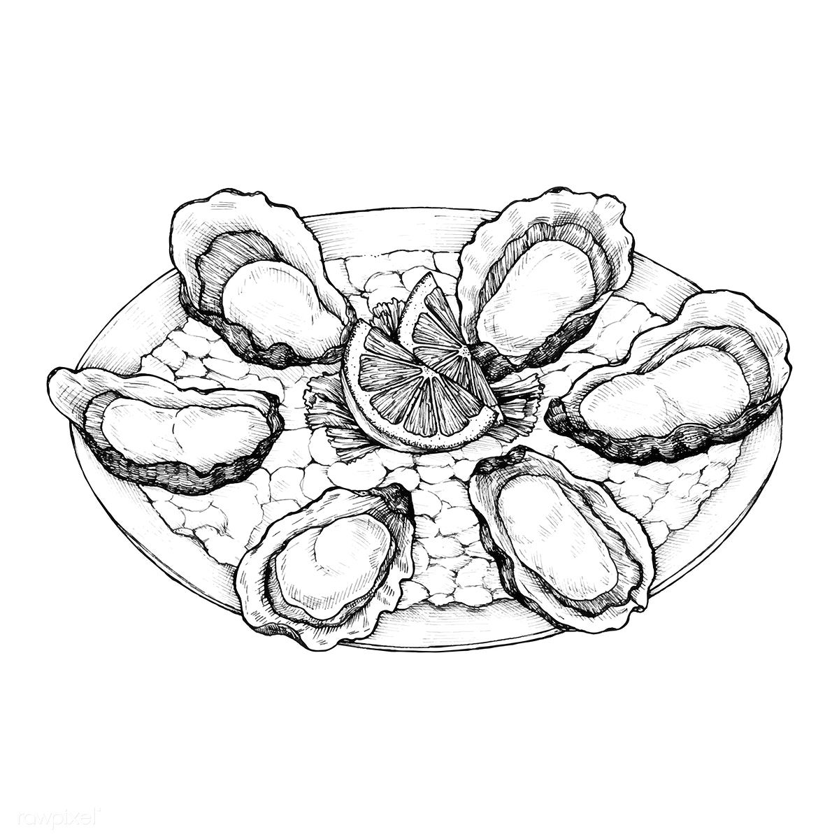 1200x1200 download premium vector of hand drawn oyster salt water bivalve