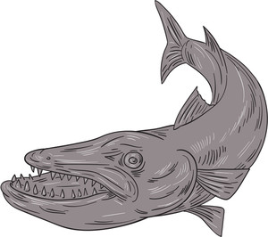 300x266 Drawing Sketch Style Illustration Of A Barracuda, A Ray Finned