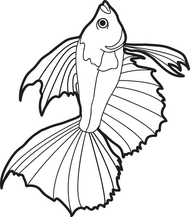 614x700 Saltwater Fish Coloring Pages Casa Sanmarino