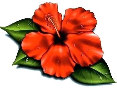 400x301 How To Draw A Samoan Flower Drawn Hibiscus How To Draw Samoan