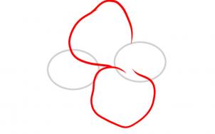 302x188 How To Draw Hawaiian Flowers, Step