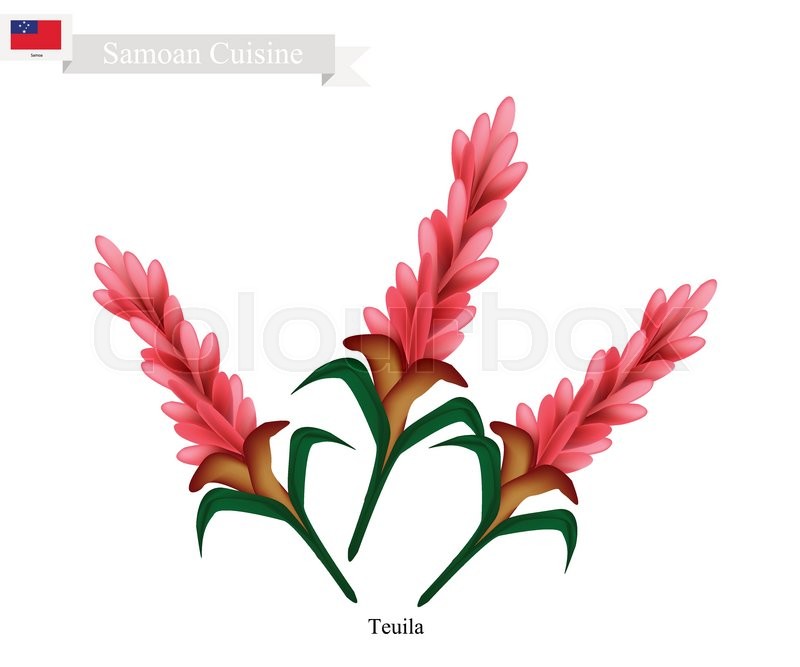 800x667 Samoa Flower, Illustration Of Teuila, Stock Vector Colourbox