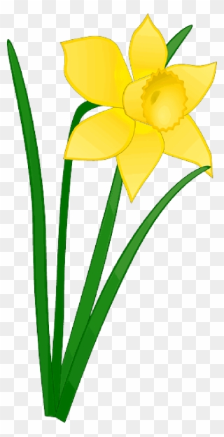 320x624 daffodil clipart sampaguita