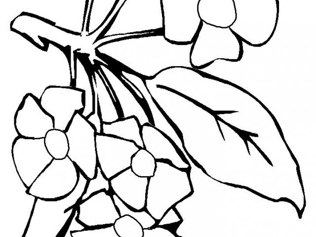 640x480 drawing flowers sampaguita